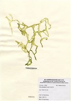 藏品(網石蓴)的圖片